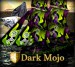 Dark Mojo